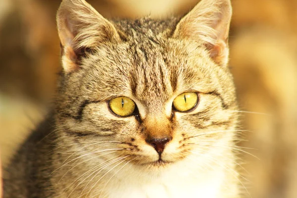 Gato. (Felis silvestris catus ) — Fotografia de Stock