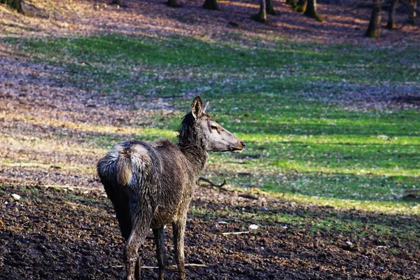 Ciervos en el bosque — Foto de Stock