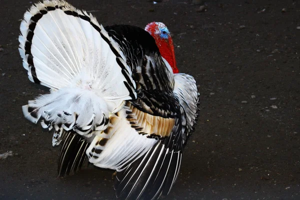 Photo of a rare breed turkey. — Stock Image Photo of a rare breed turkey. Royalty Free Stock Images