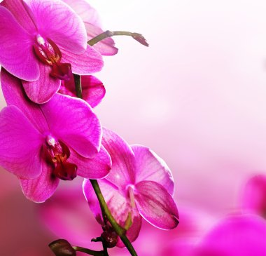 Pembe orkide çiçeği.