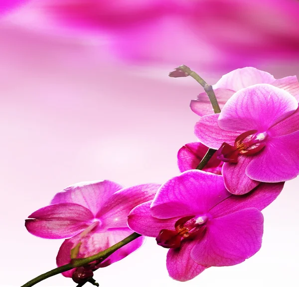 Ροζ λουλούδι ορχιδέας Εικόνα Αρχείου