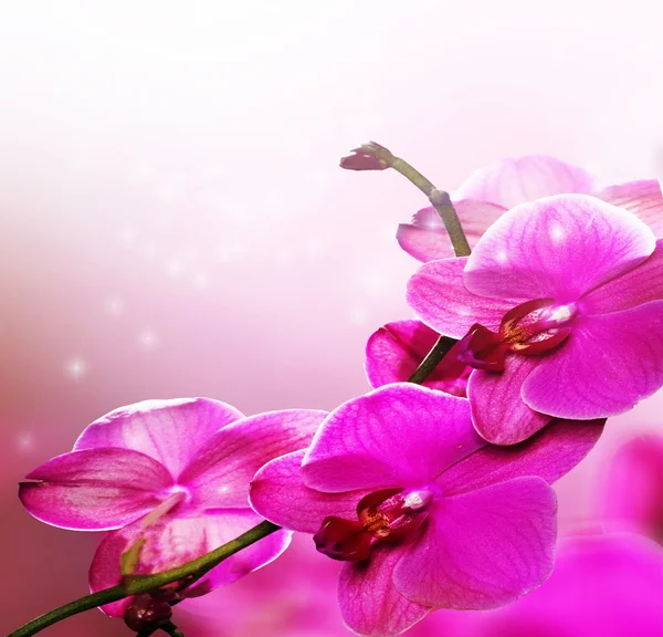 Ροζ λουλούδι ορχιδέας Royalty Free Φωτογραφίες Αρχείου
