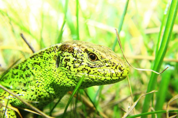 Green lizard — Stock Photo, Image