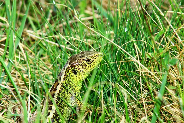 Lagarto verde Fotos De Stock