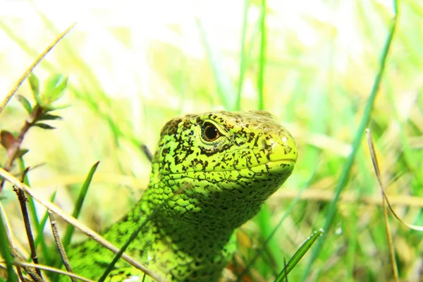 Зелёная ящерица Стоковое Изображение