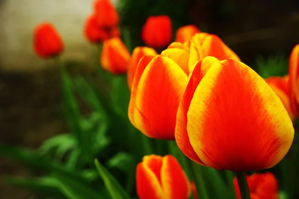 Färgglada tulip — Stockfoto