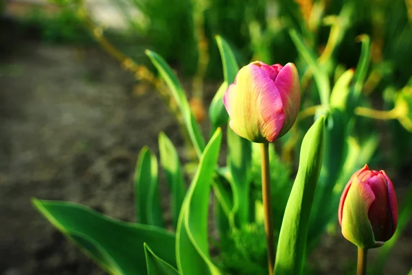 Bunte Tulpe — Stockfoto