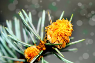 çiçek açan çam bud.