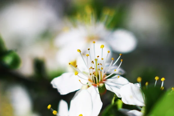 Hintergrund mit Blüte — Stockfoto