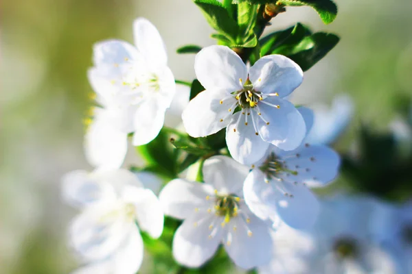 Background with blossom — Stock Photo, Image