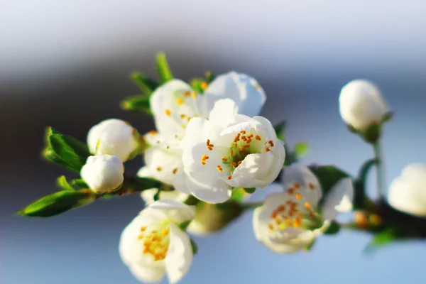 Fondo con flor —  Fotos de Stock