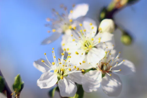 Taustaa Blossom — kuvapankkivalokuva