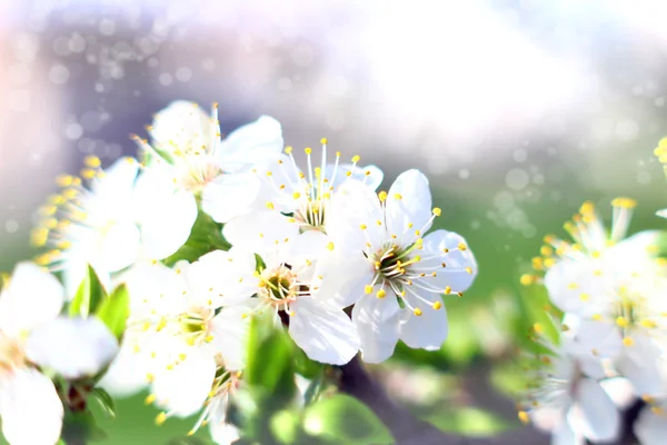 Latar Belakang dengan Blossom — Stok Foto