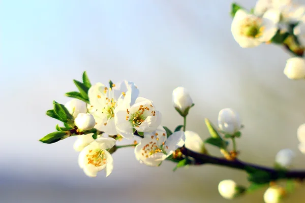 Latar Belakang dengan Blossom — Stok Foto