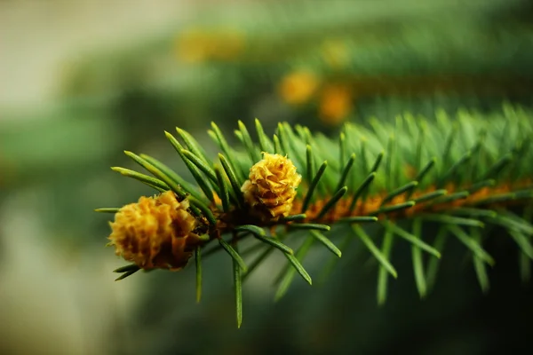 Kvetoucí borovice bud. Stock Fotografie