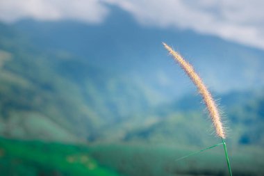 çiçekler ve çimen doğa bulanık arkaplan
