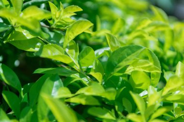 Doğa ortamı arkaplanı