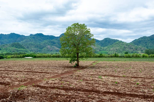 Toprak ekimi için manyok hazırlayın.