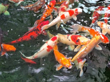 Renkli balık havuzunda koi balığı