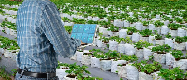 Agricultura Utiliza Computadoras Para Monitorear Calidad Los Cultivos Cultivados Invernadero —  Fotos de Stock