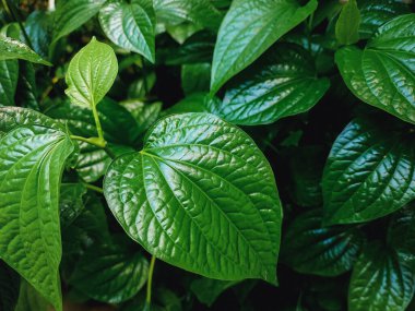 Doğal yapraklar bir kavram ve çevre