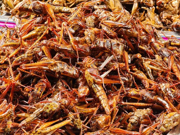 Smažené Potraviny Hmyzí Kobylky Thajsku — Stock fotografie