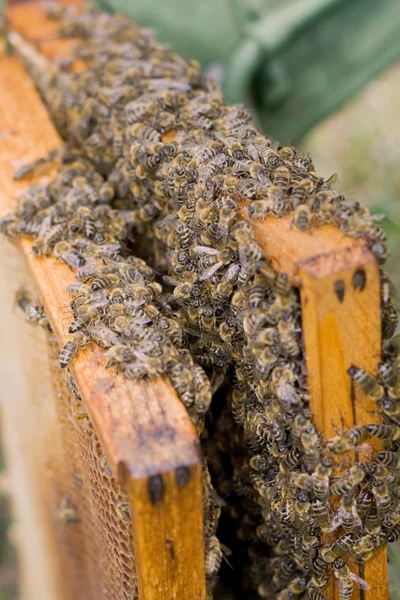 Bienchen — Stockfoto