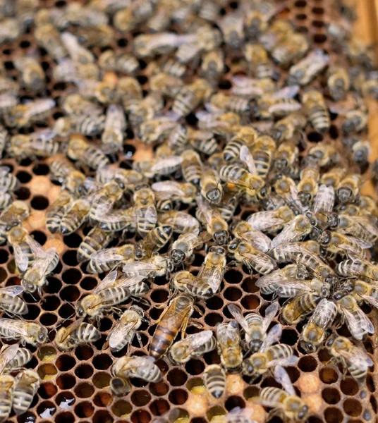 Bee-koningin — Stockfoto