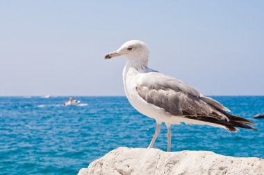 Güzel martı, yalnız taşa aittir