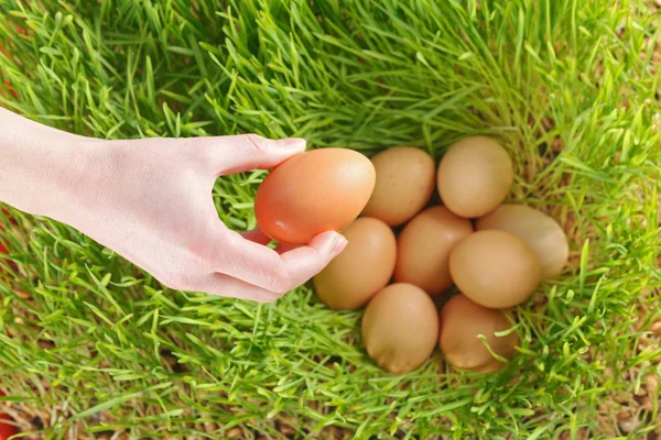 Uova di pollo tra frumento verde — Foto Stock