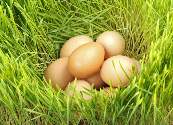 Uova di pollo tra frumento verde — Foto Stock