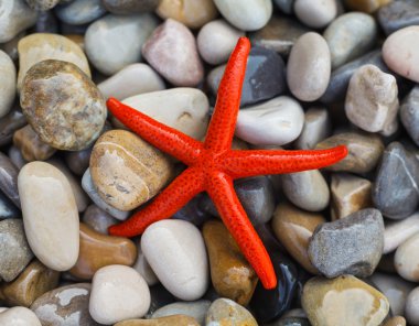 Sahilde denizyıldızı