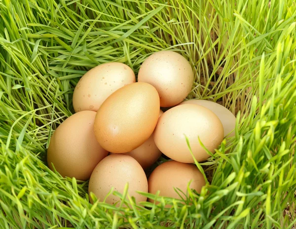 Kippeneieren tussen groene tarwe — Stockfoto