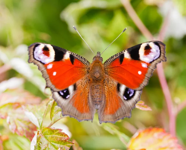 Beauty butterfly — Stock Photo, Image