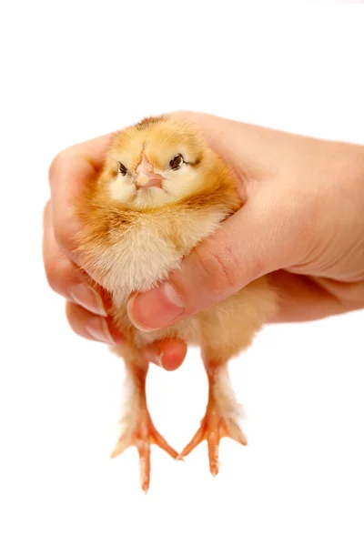 Een - dag oud chick — Stockfoto