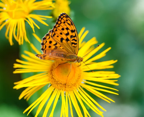 Beauty butterfly — Stock Photo, Image