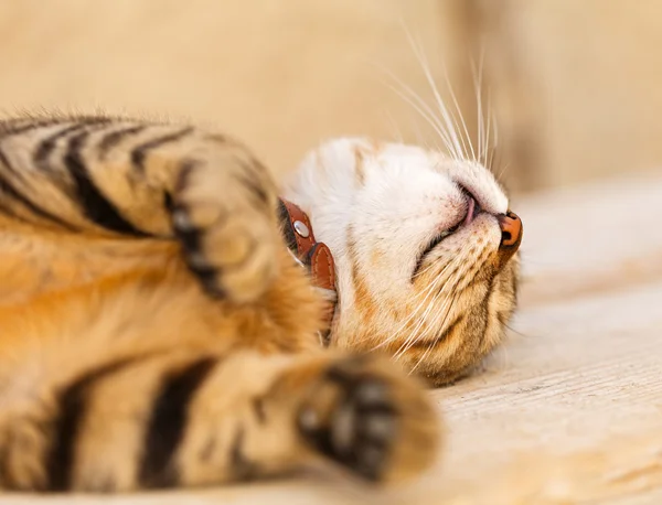 Lazy cat — Stock Photo, Image