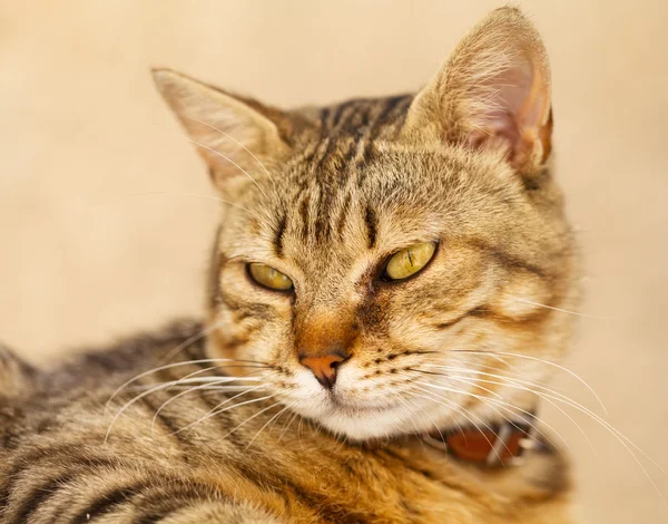 Gato preguiçoso — Fotografia de Stock