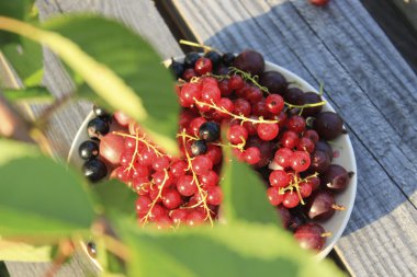kuş üzümü ve bektaşi bir plaka üzerinde