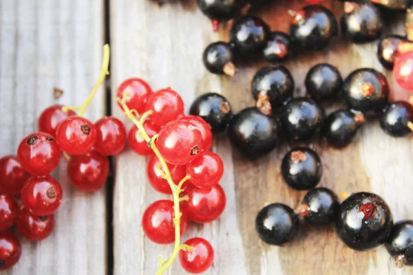 kırmızı ve siyah frenk üzümü