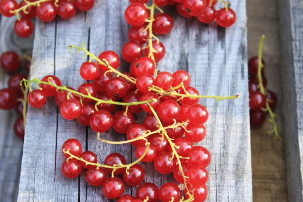 Kırmızı kuş üzümü