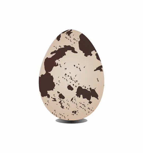 Quail egg — Stock Vector