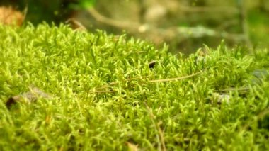Orman moss