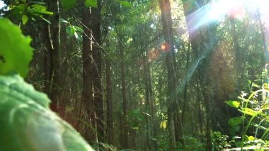 ağaçların üzerinden günbatımı kirişler