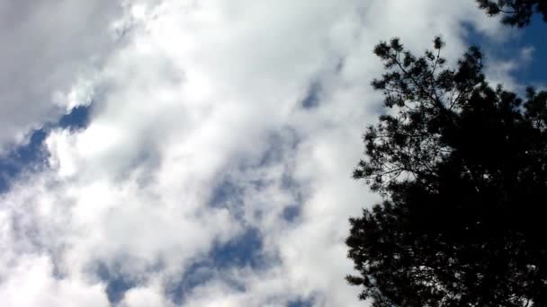 Wolken en bos — Stockvideo