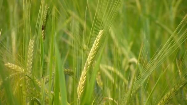 Зеленая пшеница — стоковое видео