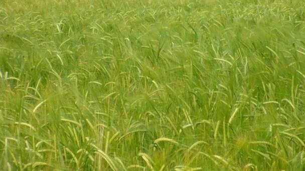 Зеленая пшеница весной на поле — стоковое видео