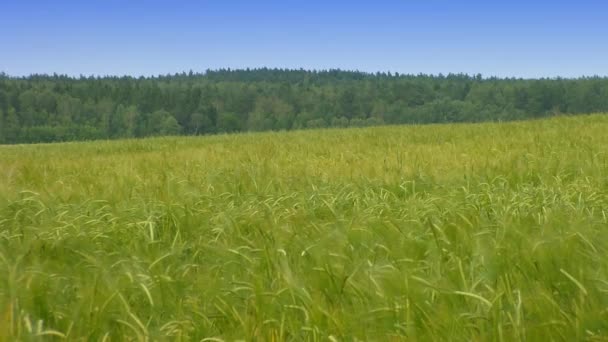 フィールドに春で緑の小麦 — ストック動画