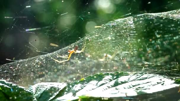 Spider hunting — Stock Video