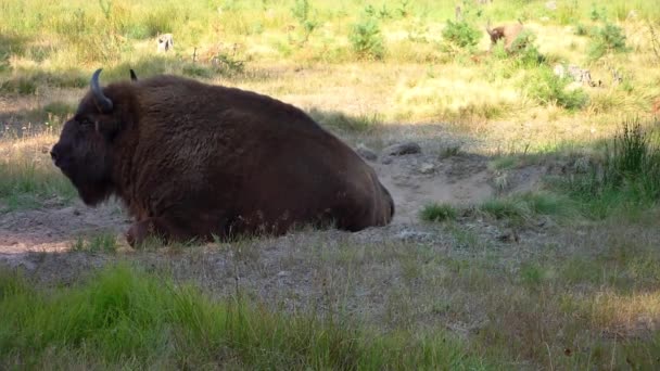 Bison bonasus — Stock video